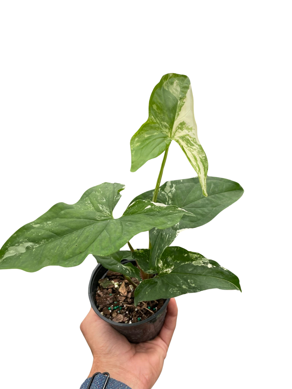 Syngonium 'Albo Variegata' | Indoor Plants | Wiccan Center