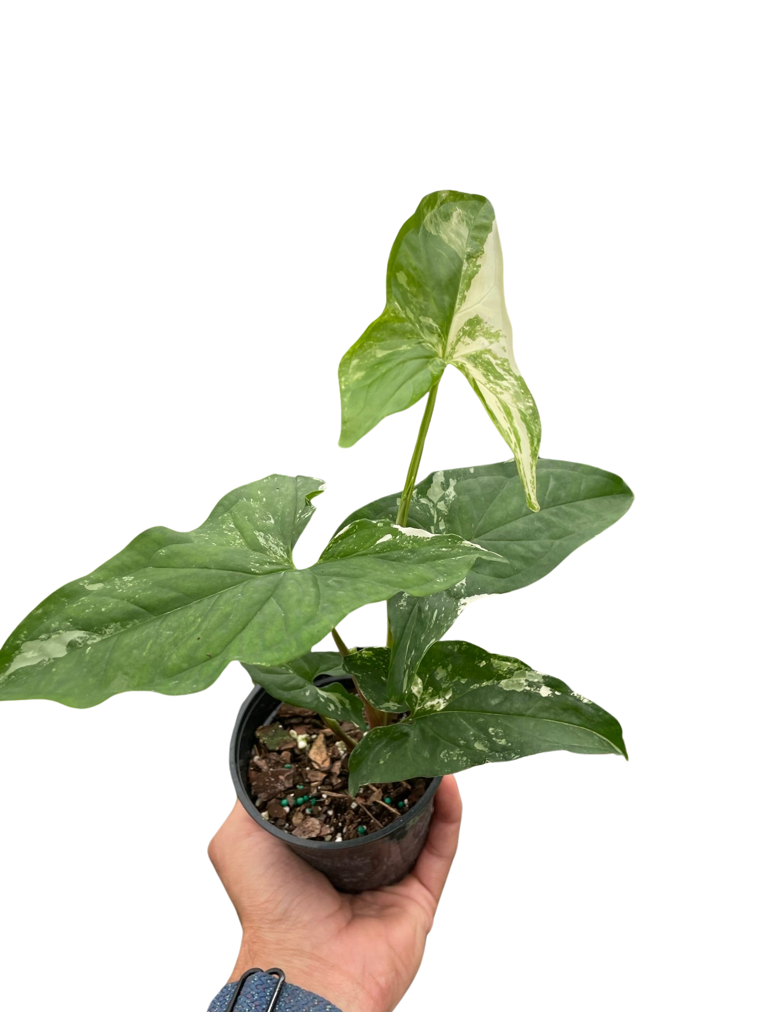 Syngonium 'Albo Variegata' | Indoor Plants | Wiccan Center