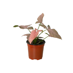 Syngonium 'Pink Splash' - 4" Pot | Indoor Plants | Wiccan Center
