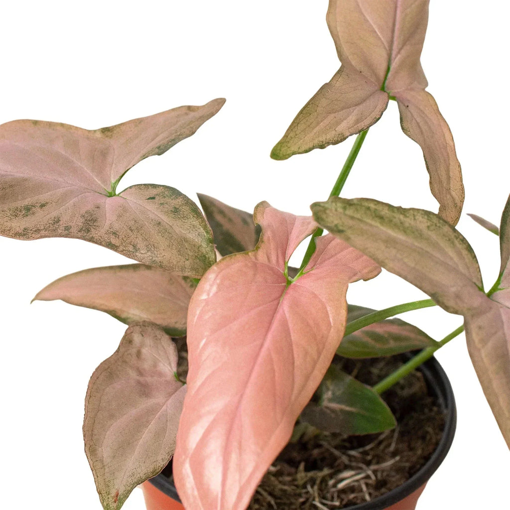 Syngonium 'Pink Splash' - 4" Pot | Indoor Plants | Wiccan Center