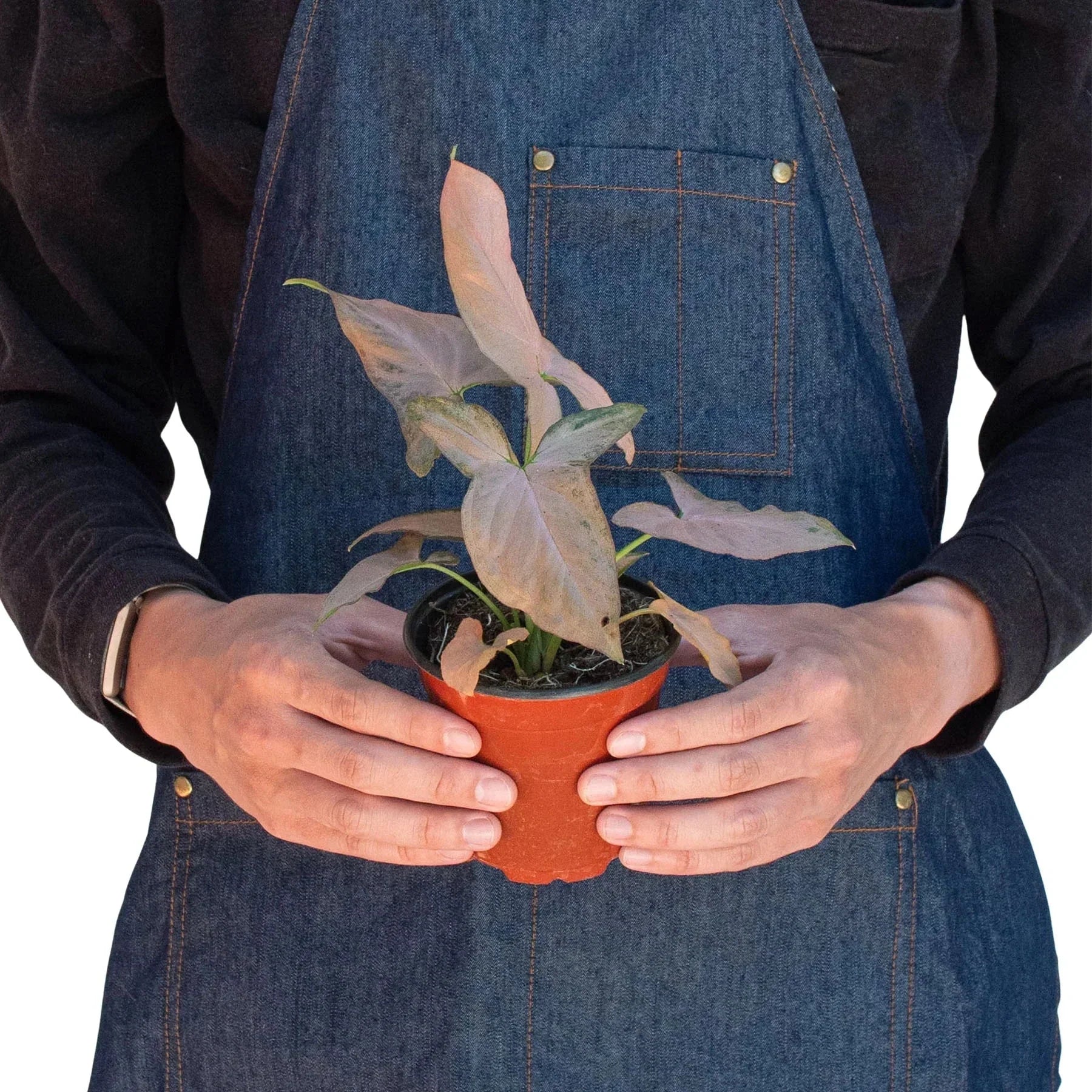 Syngonium 'Pink Splash' - 4" Pot | Indoor Plants | Wiccan Center