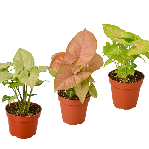 3 Different Syngonium Plants - Arrowhead Plants / 4" Pot / Live Plant | 4" Plant (3pk/$2) ($13 Ship/47oz) | Wiccan Center