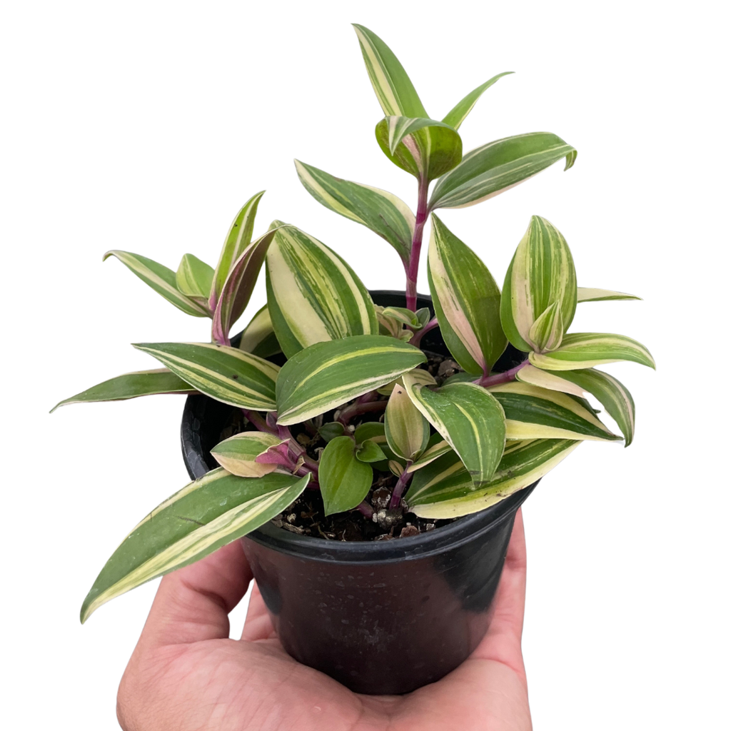 Tradescantia 'Tricolor' | Default | Wiccan Center