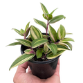 Tradescantia 'Tricolor' | Default | Wiccan Center