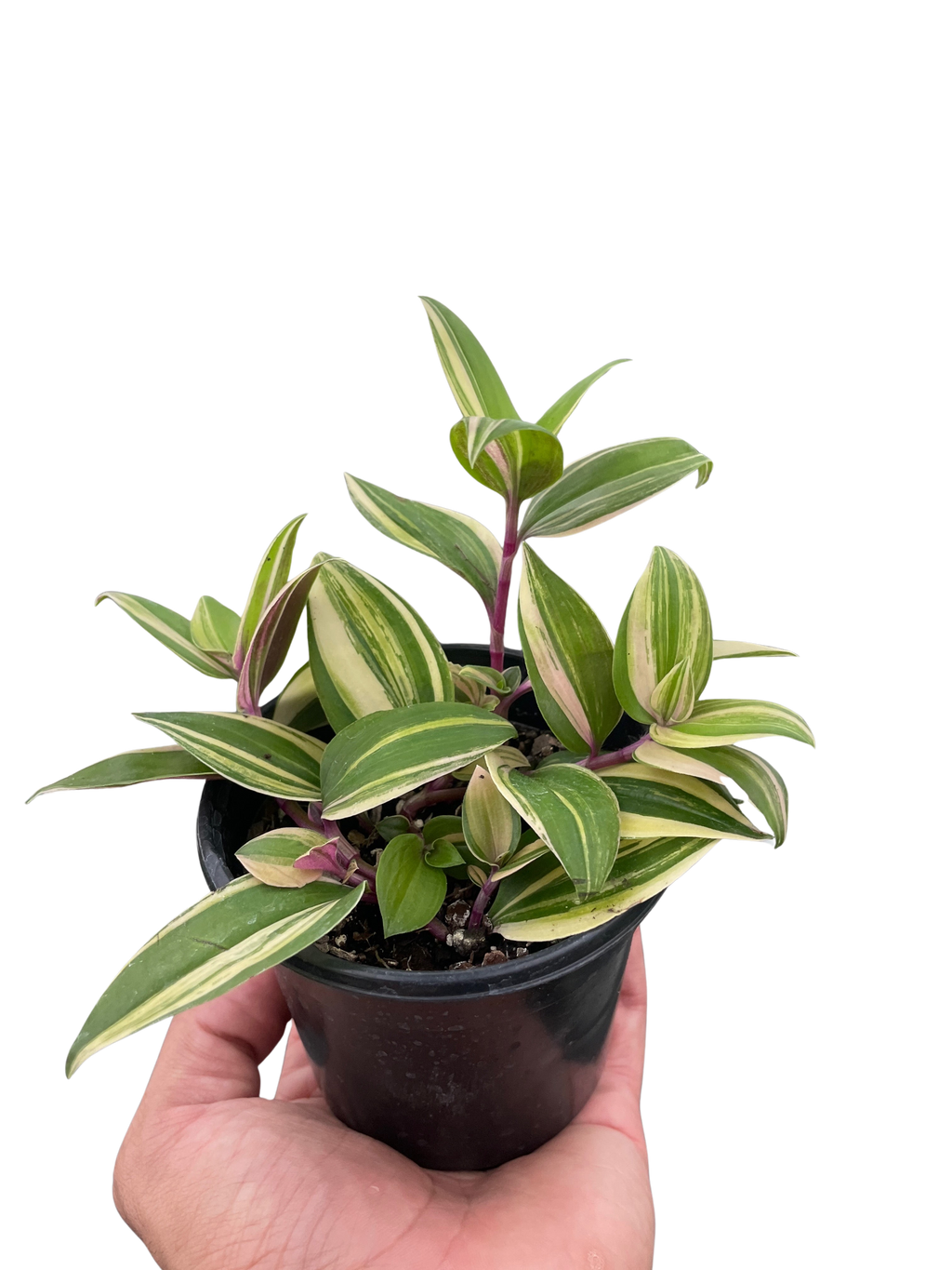 Tradescantia 'Tricolor' | Default | Wiccan Center