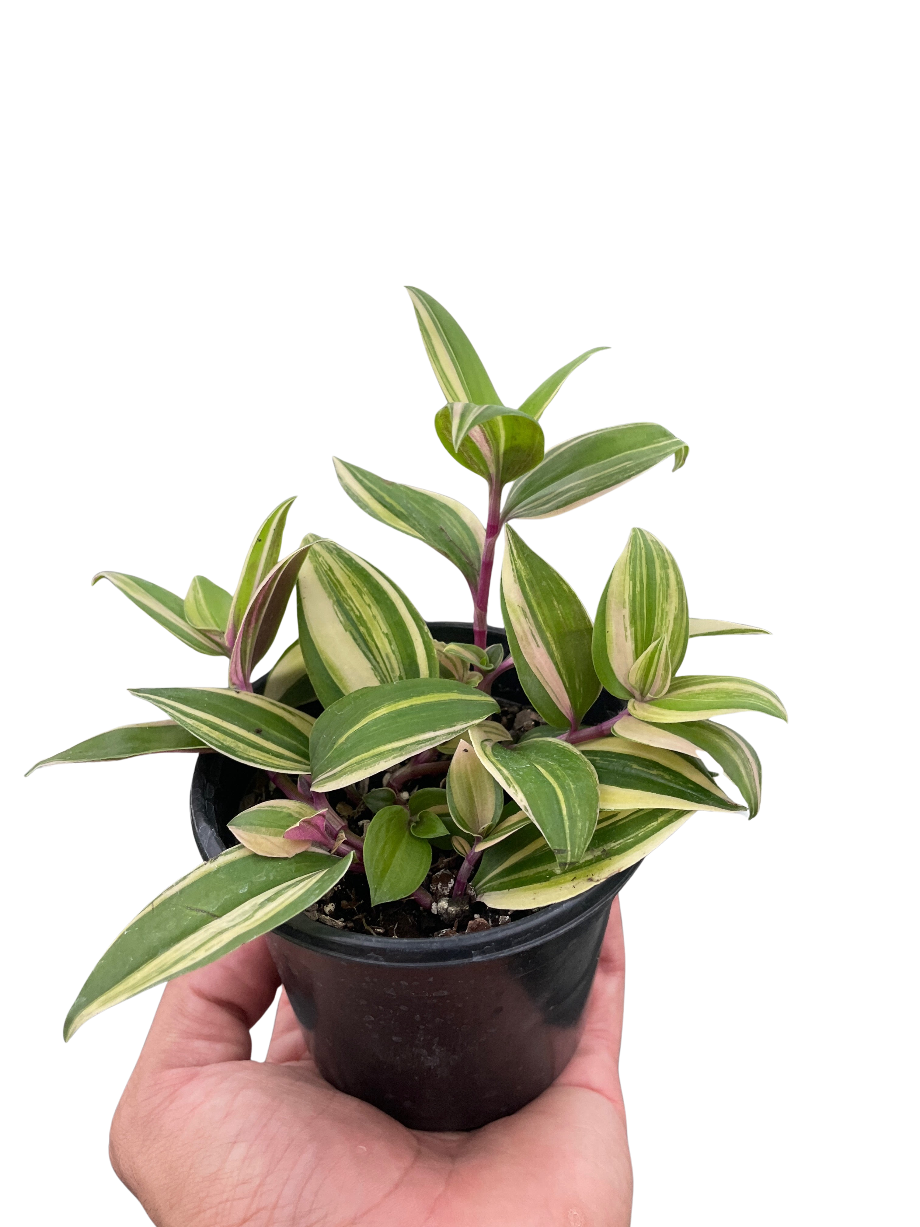 Tradescantia 'Tricolor' | Default | Wiccan Center