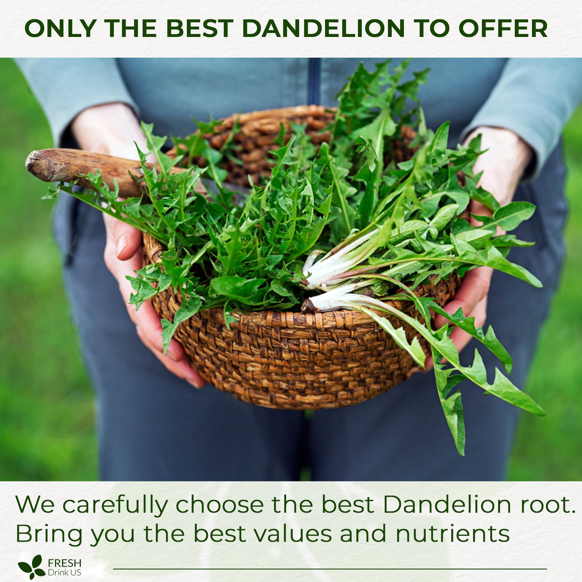 Dandelion Root Tea Bags, 100% Natural & Pure from Dandelion Root, Eco-Conscious Tea Bags, Dandelion Root Herbal Tea. Dandelion Root Tea. No Sugar, No Caffeine, No Gluten, Vegan. | Tea | Wiccan Center