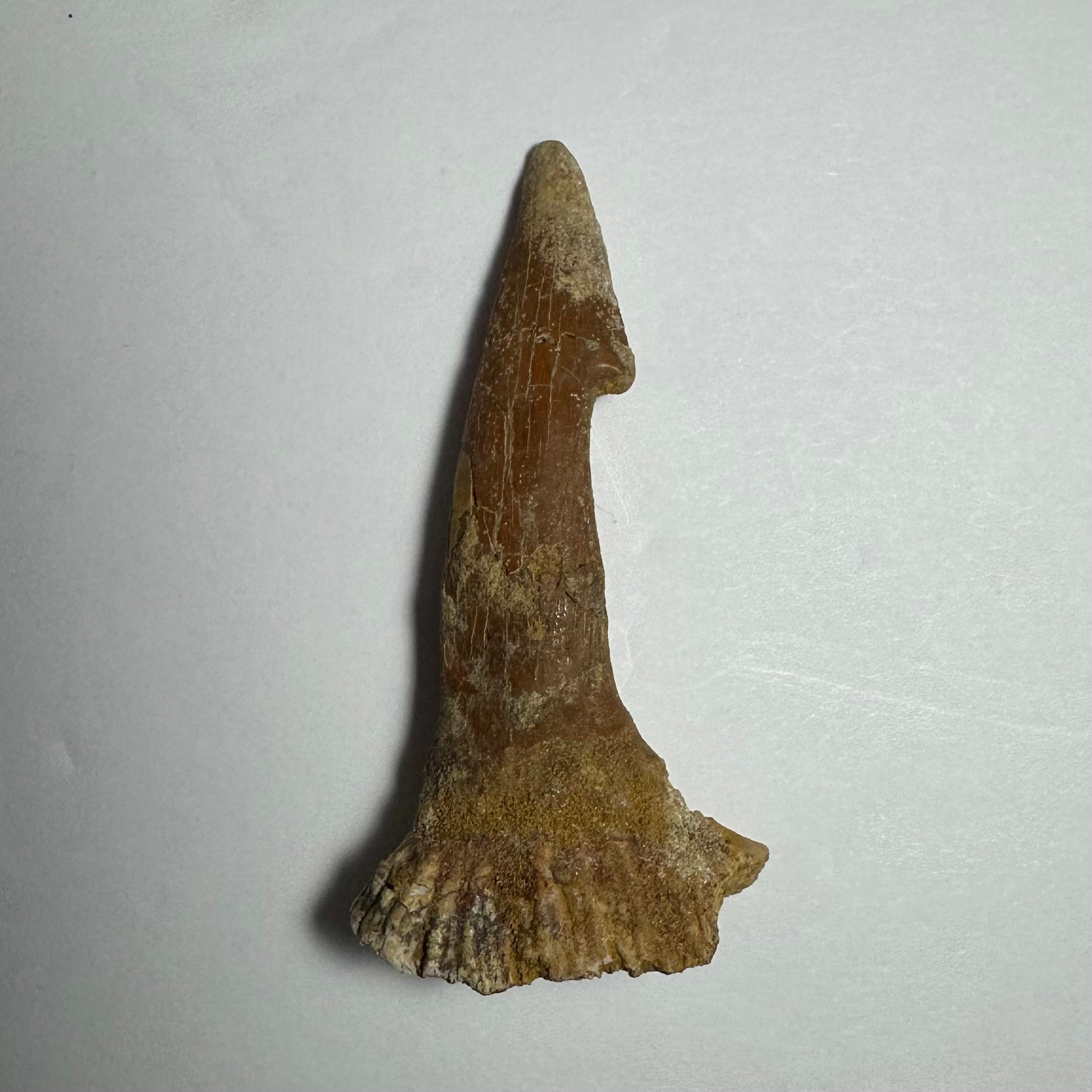 Onchopristis Barb/Tooth (MD) | Fossils | Wiccan Center
