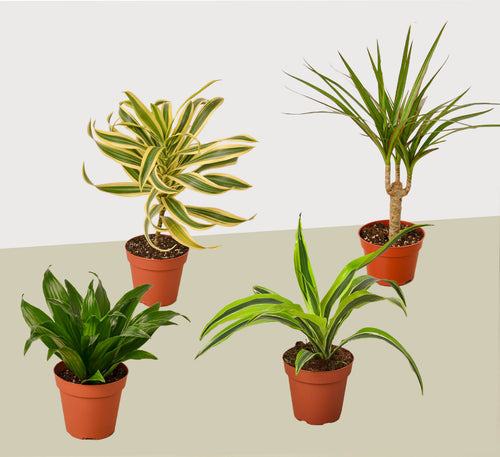 4 Different Dracaenas Variety Pack - Live House Plant - 4" Pot | 4" Plant (4pk/$2) ($13 Ship/47oz) | Wiccan Center