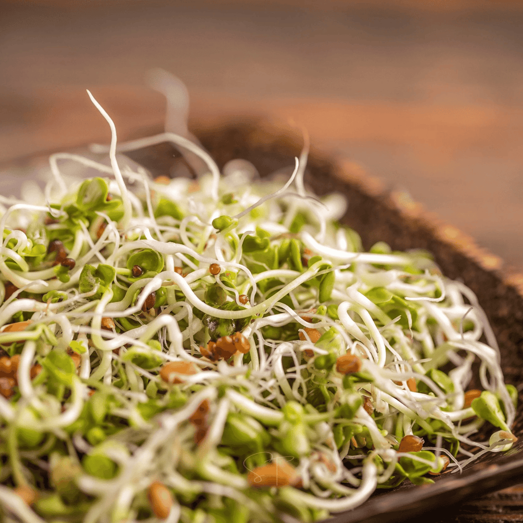5 Part Salad Mix Sprout – 1,000 Seeds | Seeds | Wiccan Center