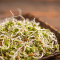 5 Part Salad Mix Sprout – 1,000 Seeds | Seeds | Wiccan Center