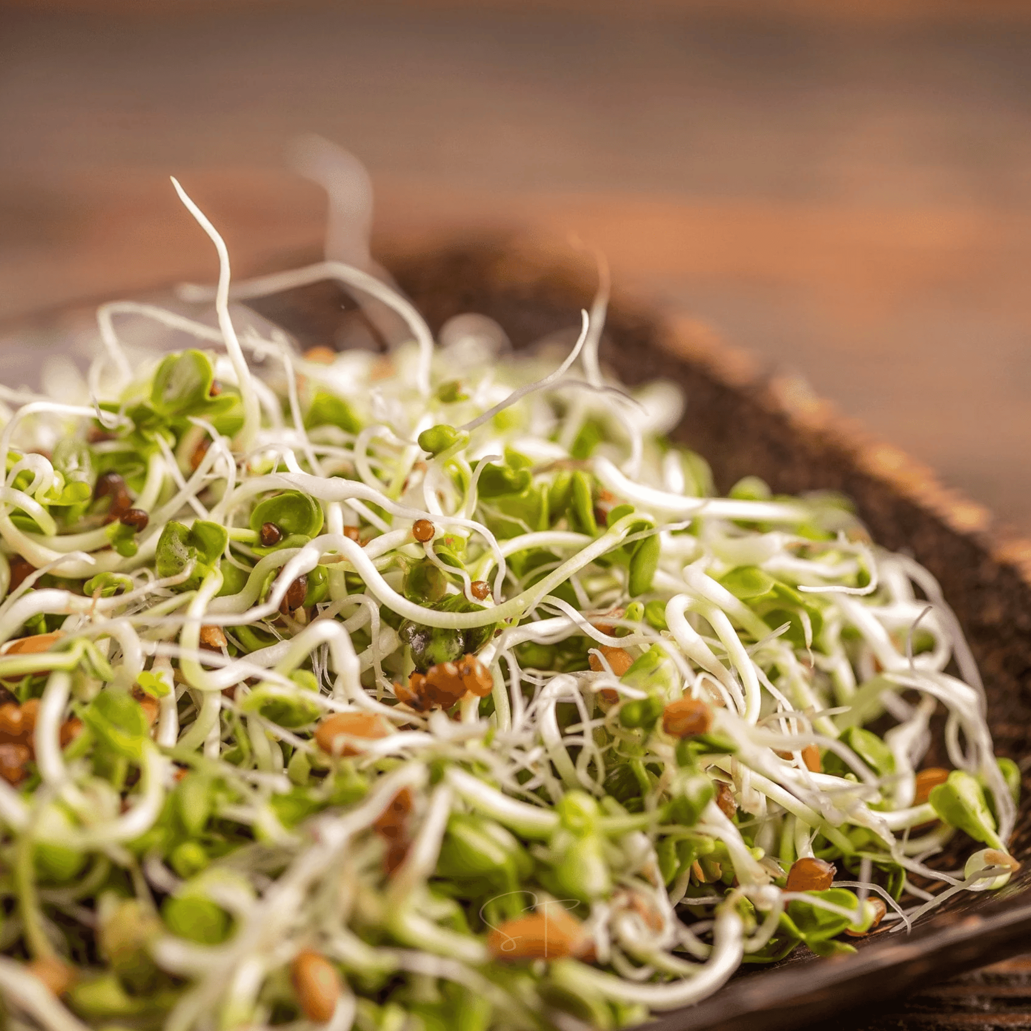 5 Part Salad Mix Sprout – 1,000 Seeds | Seeds | Wiccan Center