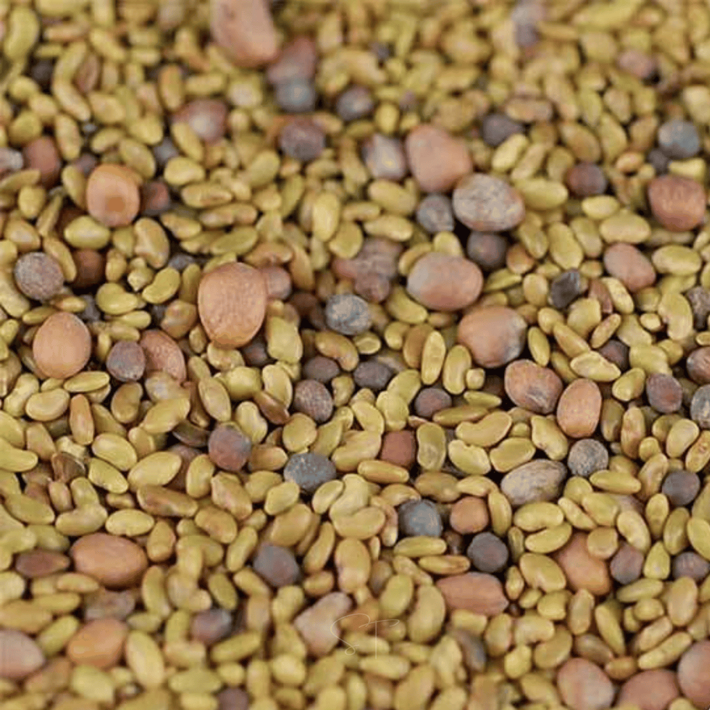 5 Part Salad Mix Sprout – 1,000 Seeds | Seeds | Wiccan Center