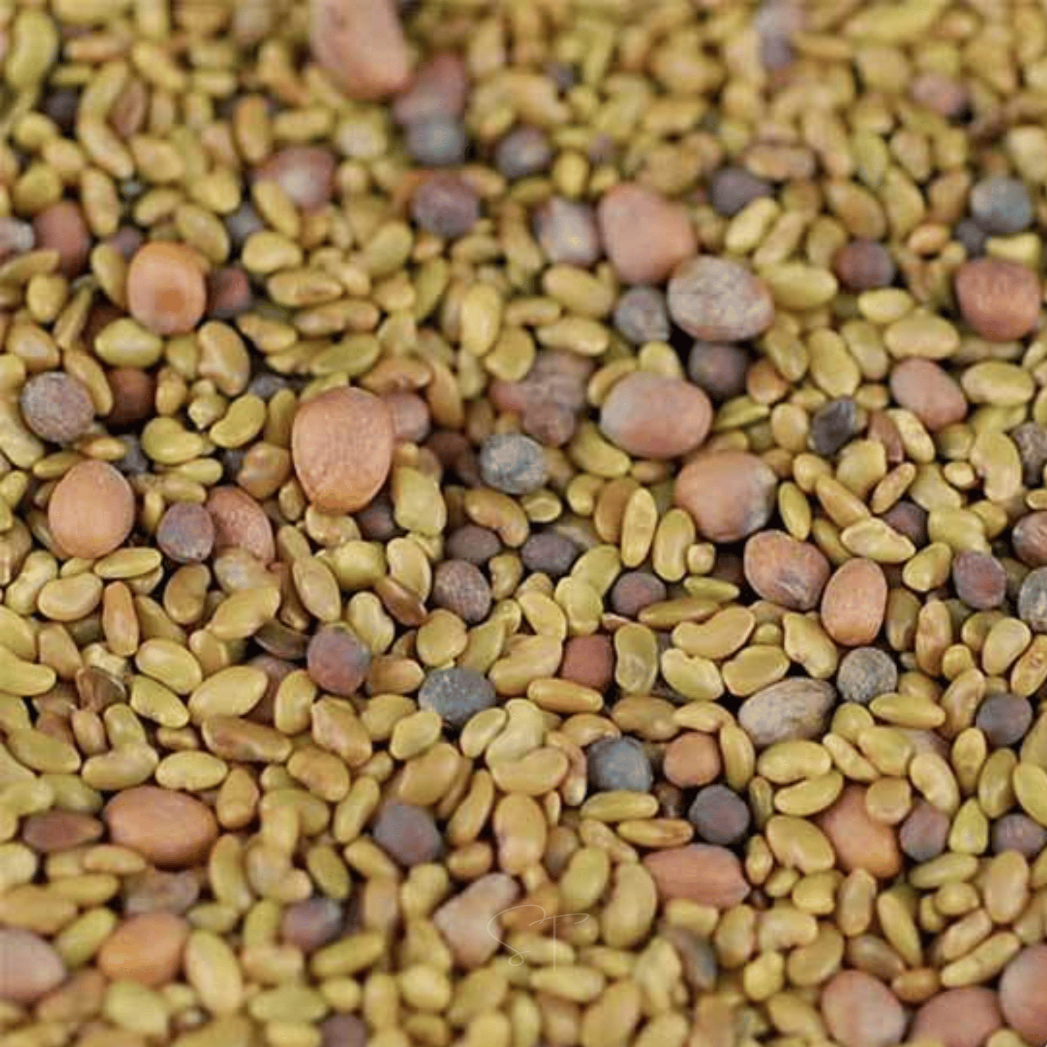 5 Part Salad Mix Sprout – 1,000 Seeds | Seeds | Wiccan Center