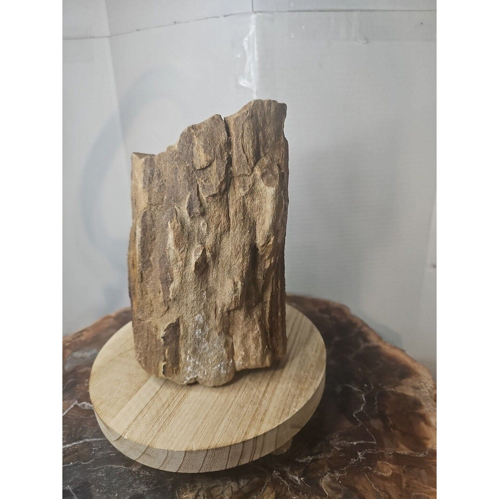 Texas Petrified Wood Raw Mineral Specimen with Stand — Grounding & Ancient Earth Energy | CrystalCloud Company