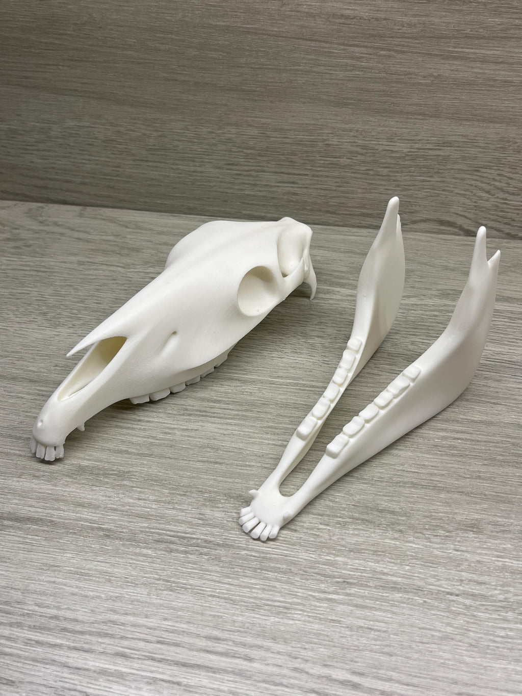 7 inch 3D Printed Horse Skull | | Wiccan Center