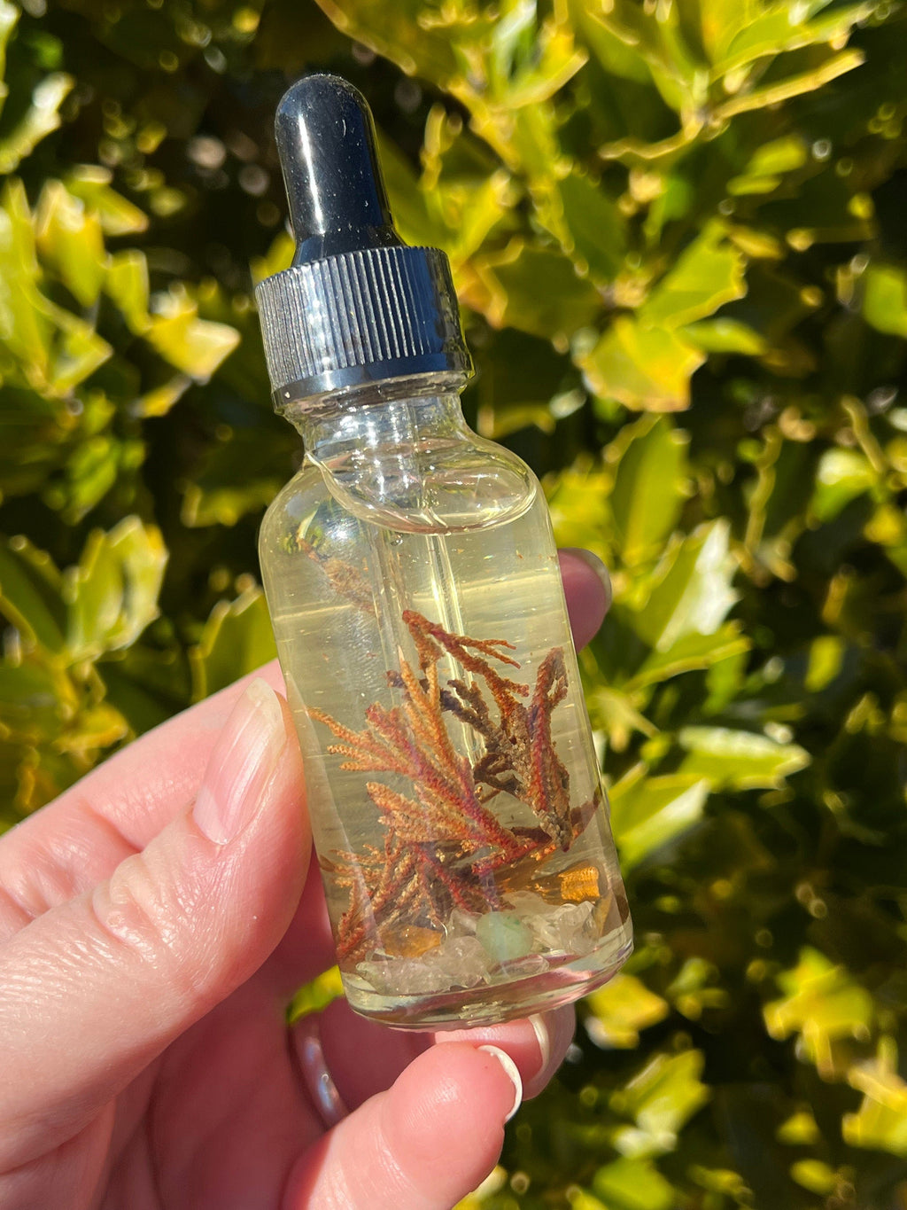 Rose of Jericho Ritual Oil | The Resurrection Plant | Witch Protection Manifestation New Beginnings Lucky Empath Spell Magickal Altar Tool | | Wiccan Center