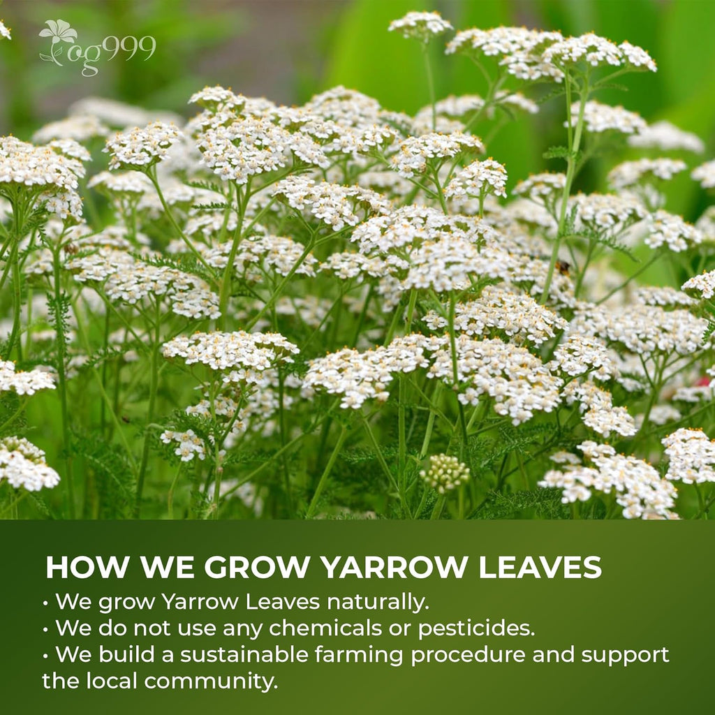 Premium Yarrow Tea Leaves | Naturally Aromatic, Freshly Packed Loose Leaf Yarrow | Tea | Wiccan Center