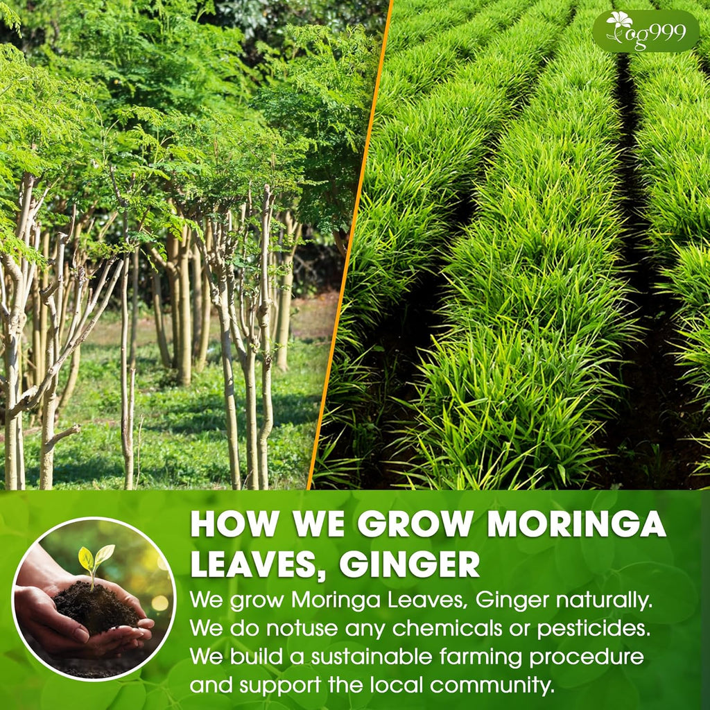 Premium Moringa Ginger Herbal Tea | Tea | Wiccan Center