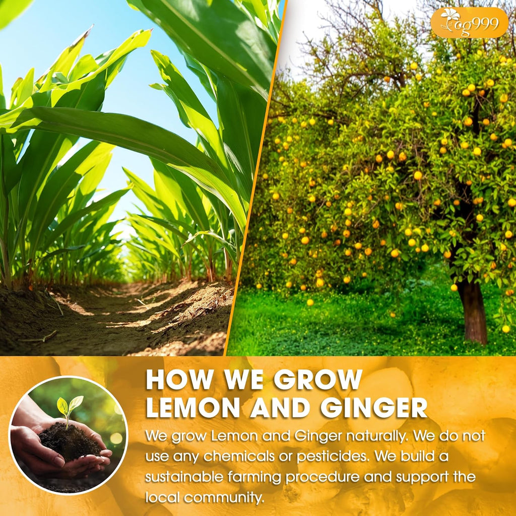 Premium Lemon, Ginger Herbal Blend Tea Bag | Improve Digestion, Support Brain, Weight, Skin and Sleep, Eco-Conscious Tea Bags | Tea | Wiccan Center