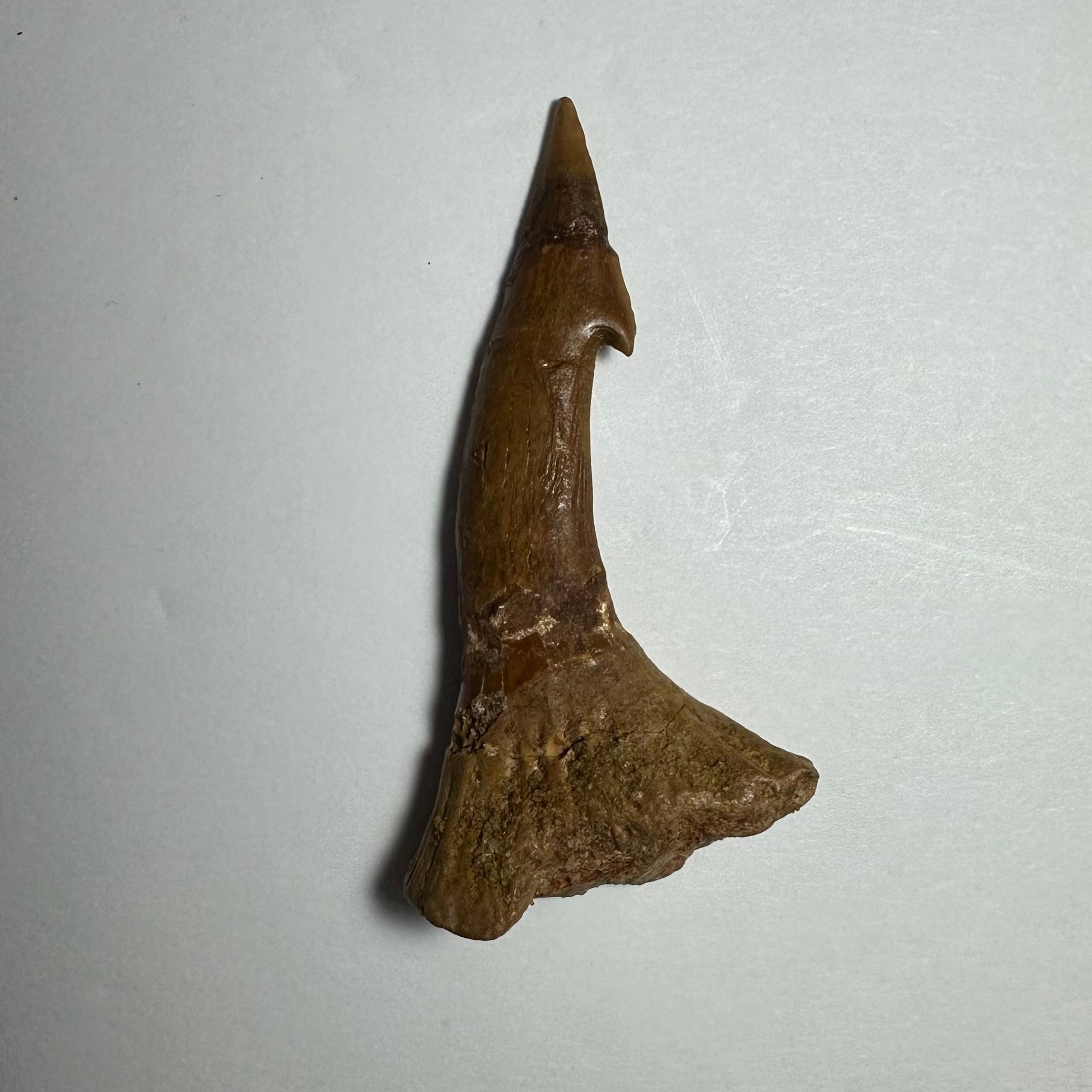 Onchopristis Barb/Tooth (MD) | Fossils | Wiccan Center