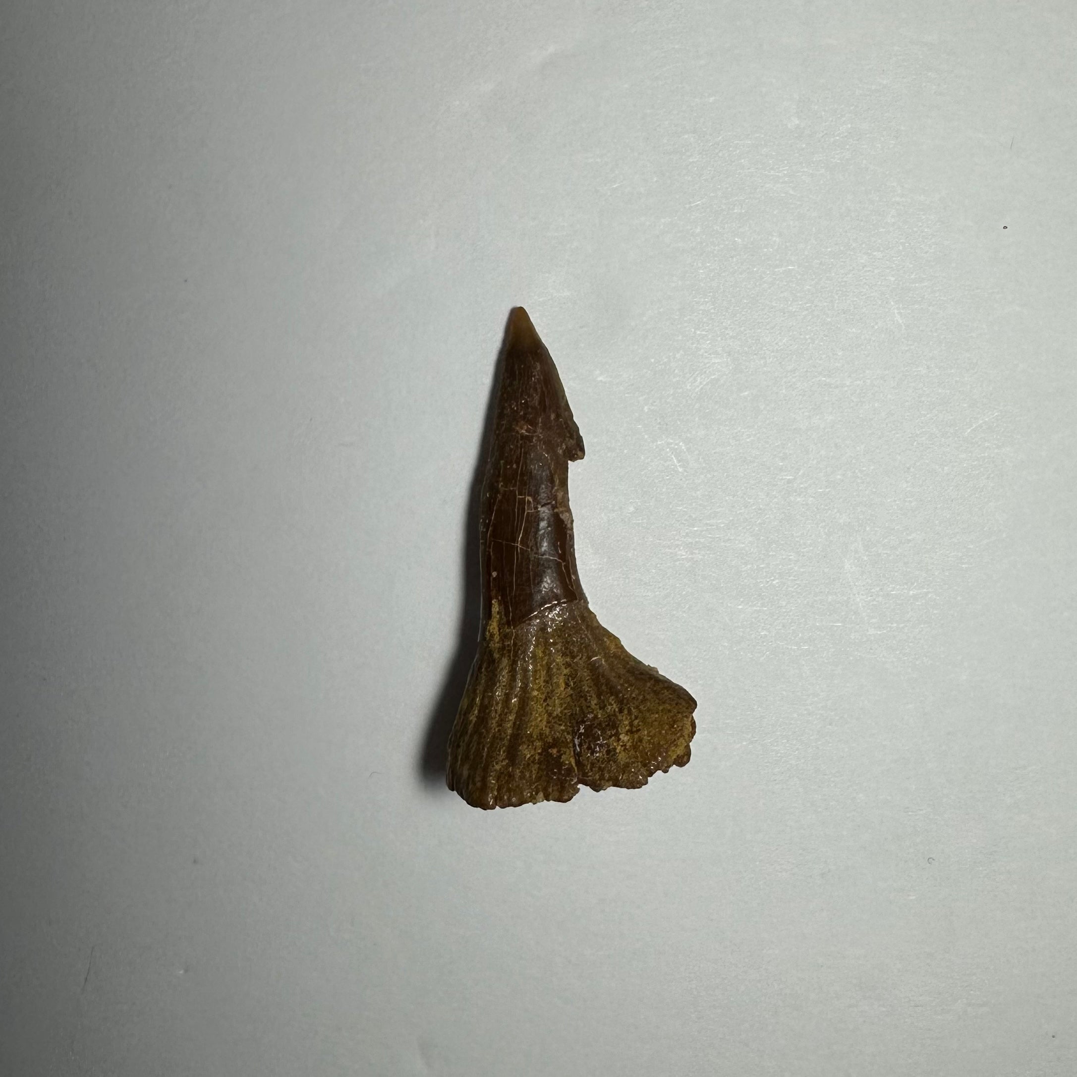 Onchopristis Barb/Tooth (SM) from Morocco | Fossils | Wiccan Center