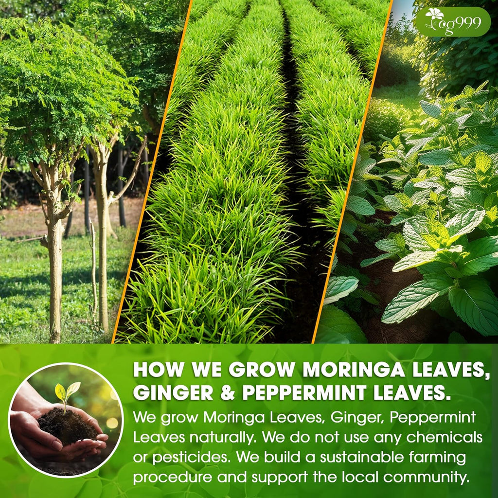 Premium Moringa Ginger Peppermint Herbal Tea | Tea | Wiccan Center