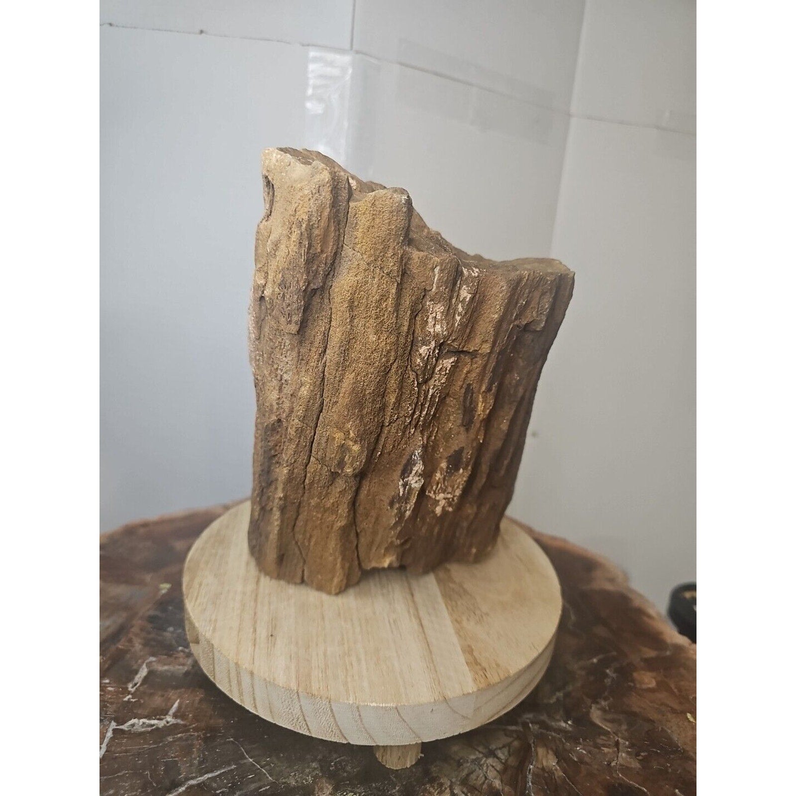 Texas Petrified Wood Raw Mineral Specimen with Stand — Grounding & Ancient Earth Energy | CrystalCloud Company