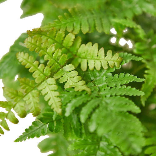 'Autumn' Fern | Indoor Plants | Wiccan Center