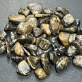 Stromatolite Fossil Tumbled Stones (By The Piece or Pound) | Home & Living > Home Decor > Home Accents > Rocks & Geodes | Wiccan Center