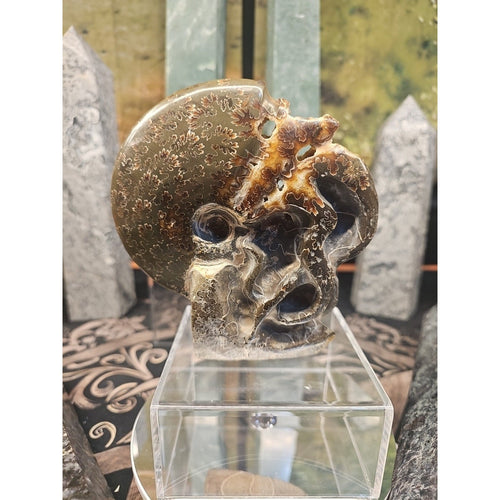 1.32LB Rare! Natural Tentacle Ammonite FossilSpecimen Shell Healing Madagascar | Fossils & Rare Specimens | Wiccan Center