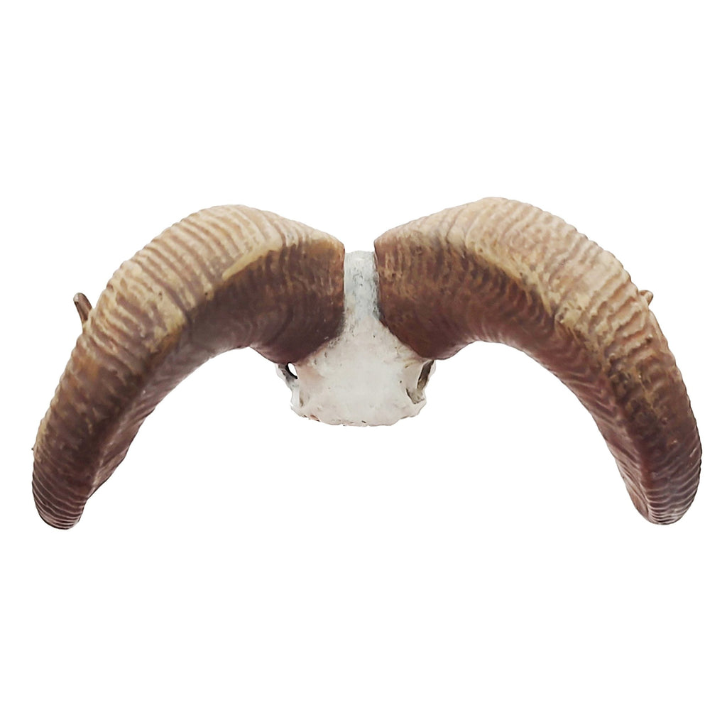 Big horn sheep skull replica (Field Bones #82: North America) 1:12 scale miniature cranium with horns for use with dioramas, action figures, dollhouses, horror. (1 skull) | Skull | Wiccan Center