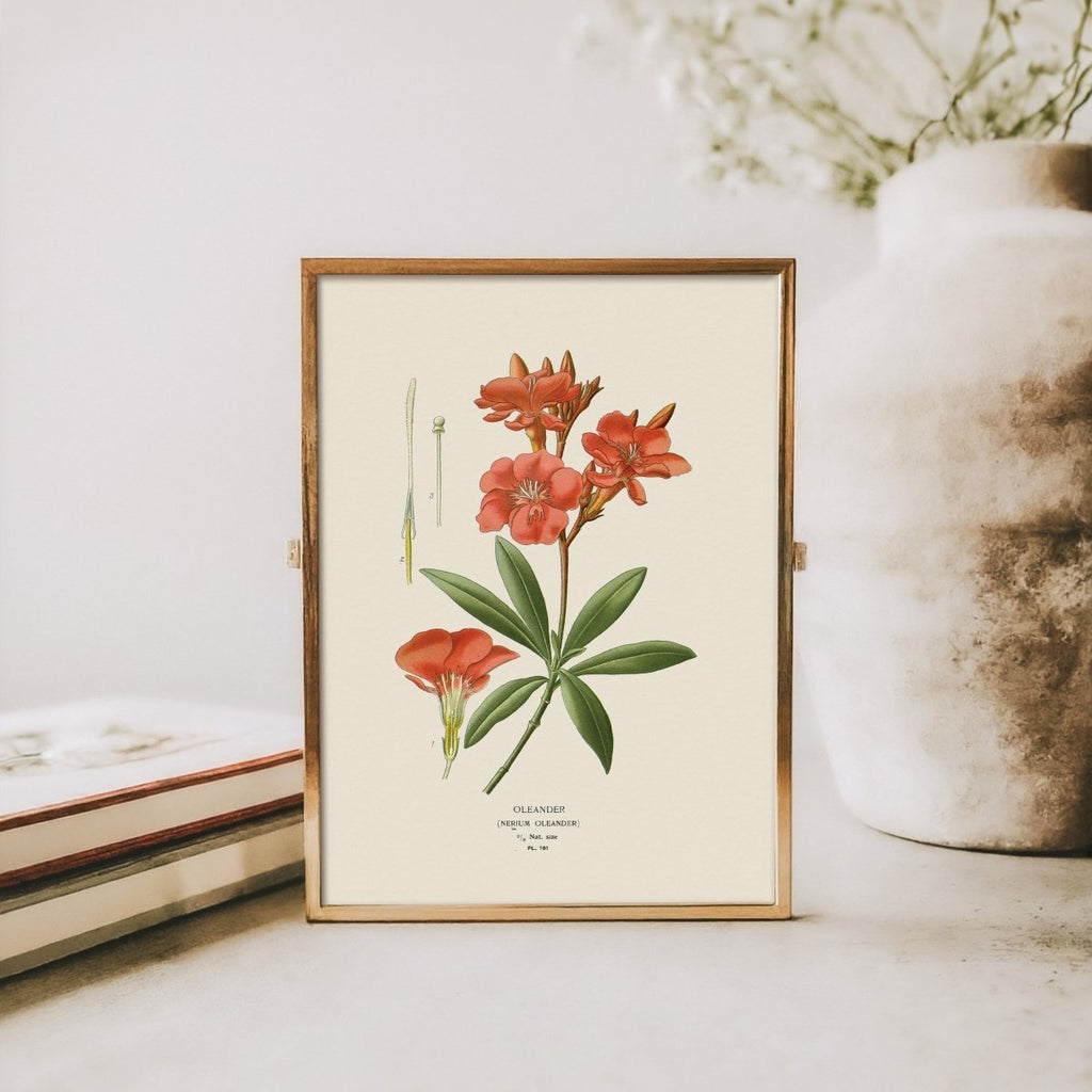 “Oleander” Botanical Art Print | Home Decor | Wiccan Center