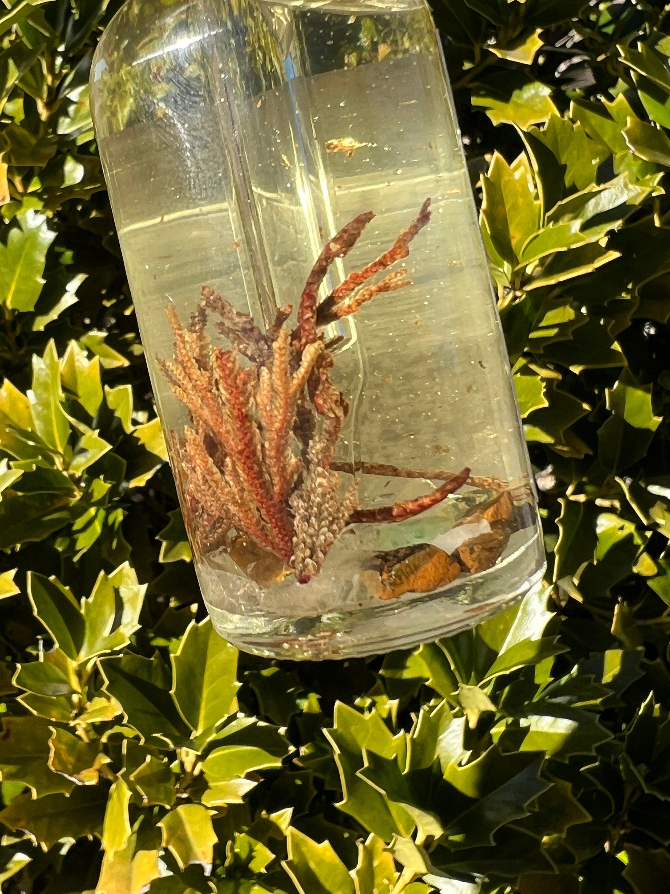 Rose of Jericho Ritual Oil | The Resurrection Plant | Witch Protection Manifestation New Beginnings Lucky Empath Spell Magickal Altar Tool | | Wiccan Center