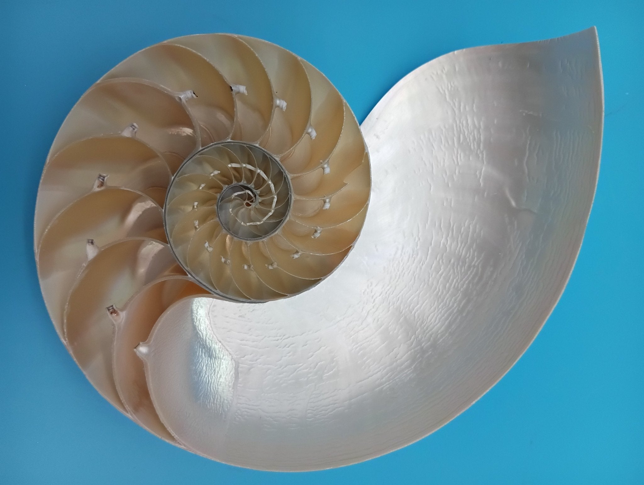 6.5" Pearl Nautilus Shell Halves Set – Polished Display Shells for Coastal Decor (Nautilus pompilius)