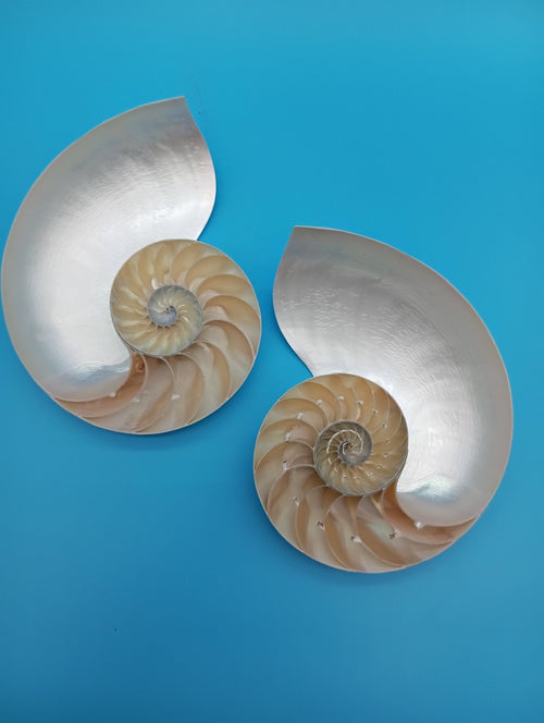 6.5" Pearl Nautilus Shell Halves Set – Polished Display Shells for Coastal Decor (Nautilus pompilius) | Shells | Wiccan Center