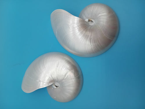 6.5" Pearl Nautilus Shell Halves Set – Polished Display Shells for Coastal Decor (Nautilus pompilius) | Shells | Wiccan Center