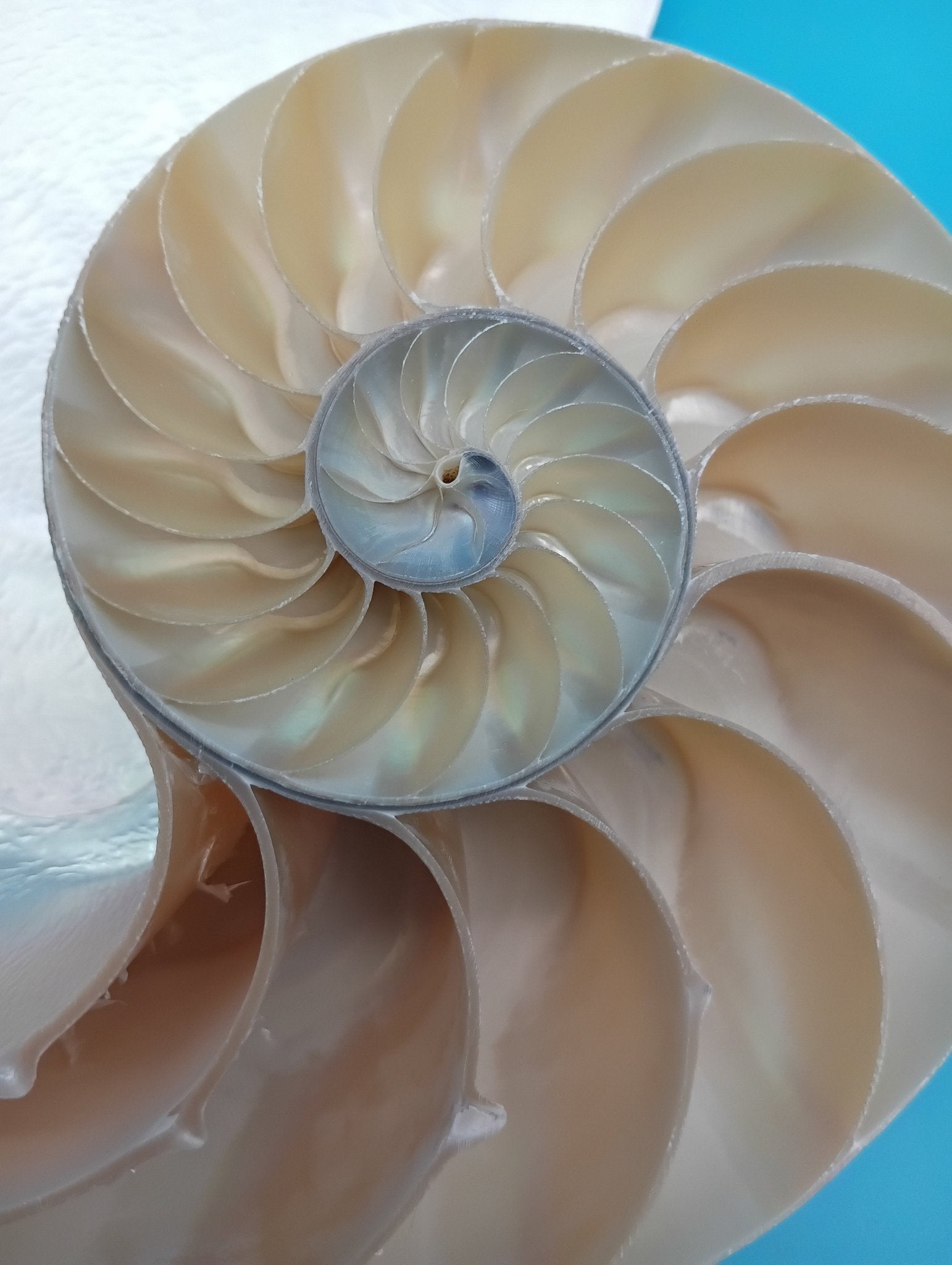 6.5" Pearl Nautilus Shell Halves Set – Polished Display Shells for Coastal Decor (Nautilus pompilius)