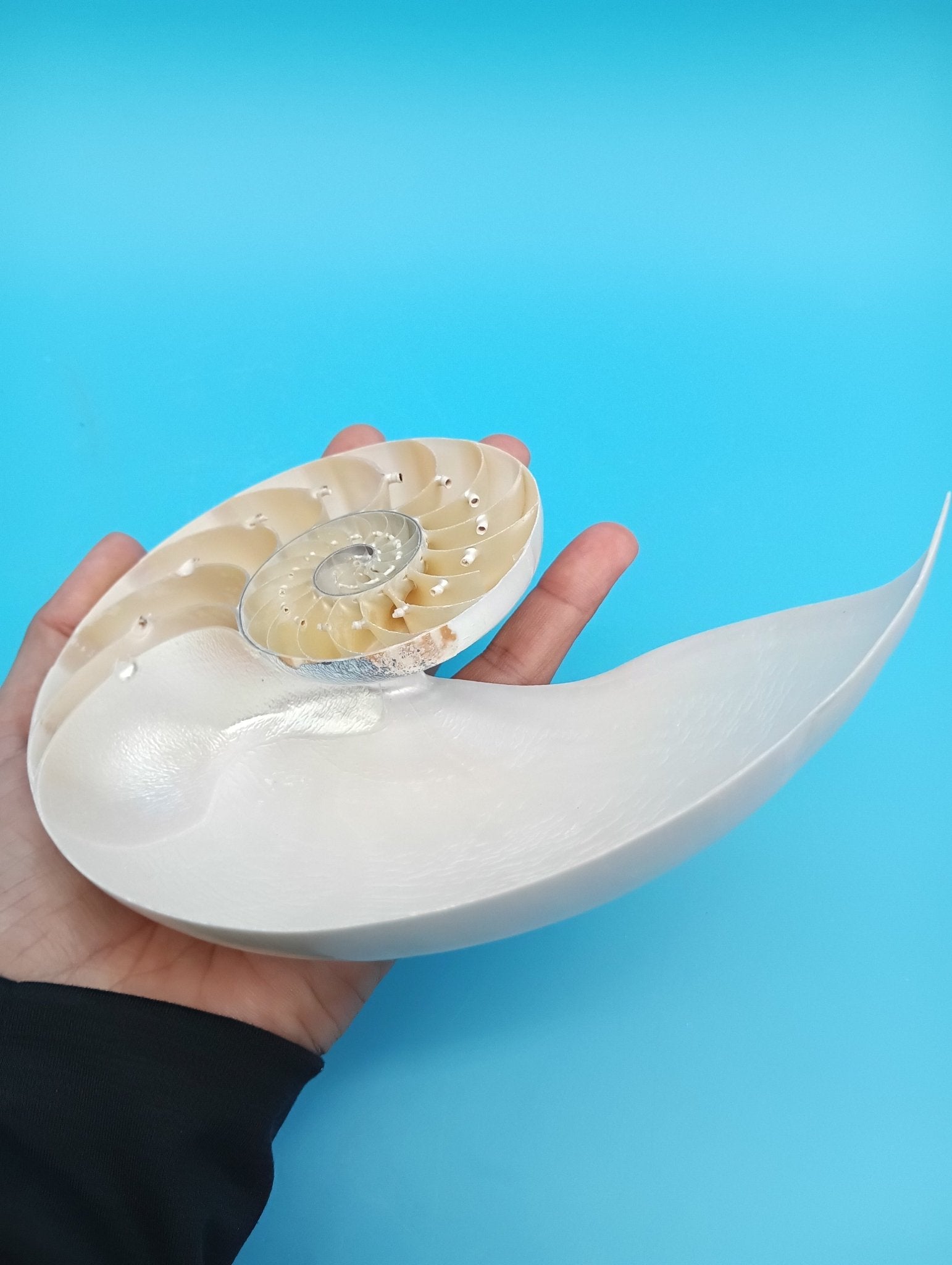 6.5" Pearl Nautilus Shell Halves Set – Polished Display Shells for Coastal Decor (Nautilus pompilius)