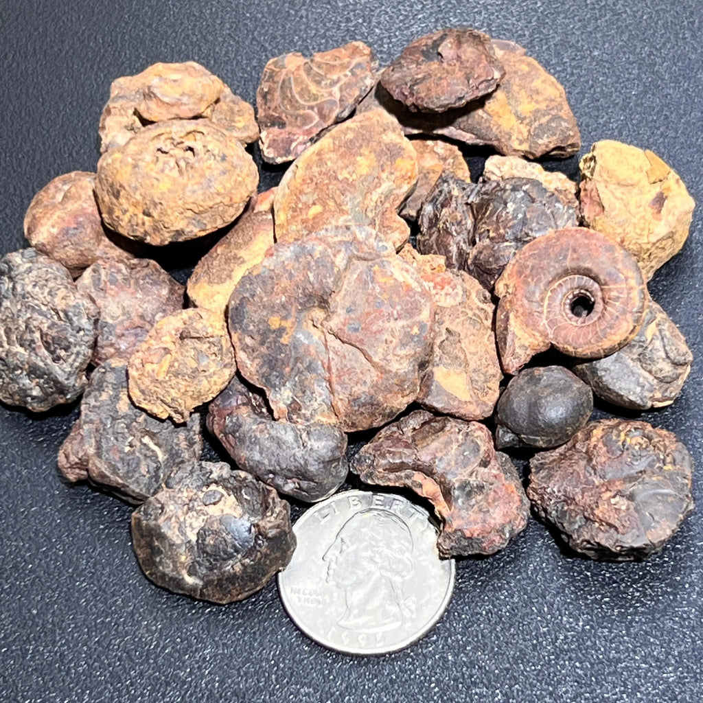 Ammonite Fossils Mixed Quality (By The Ounce Or Pound) Spiral Ammonoids Wholesale | Home & Living > Home Decor > Home Accents > Rocks & Geodes | Wiccan Center