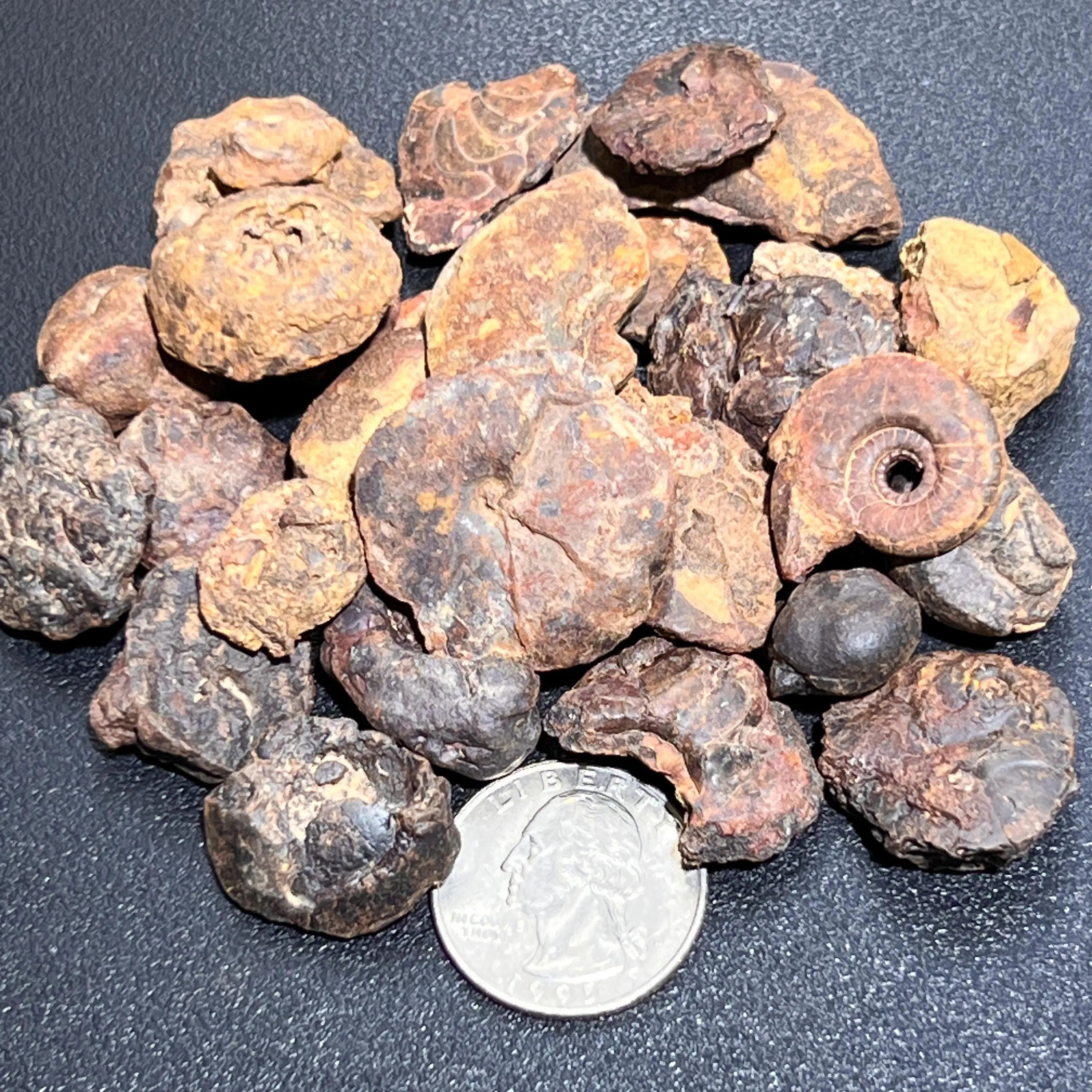 Ammonite Fossils Mixed Quality (By The Ounce Or Pound) Spiral Ammonoids Wholesale | Home & Living > Home Decor > Home Accents > Rocks & Geodes | Wiccan Center
