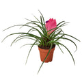 Bromeliad Cyanea 'Pink Quill' | Default | Wiccan Center