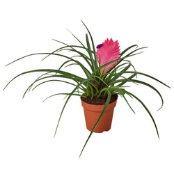Bromeliad Cyanea 'Pink Quill' | Default | Wiccan Center