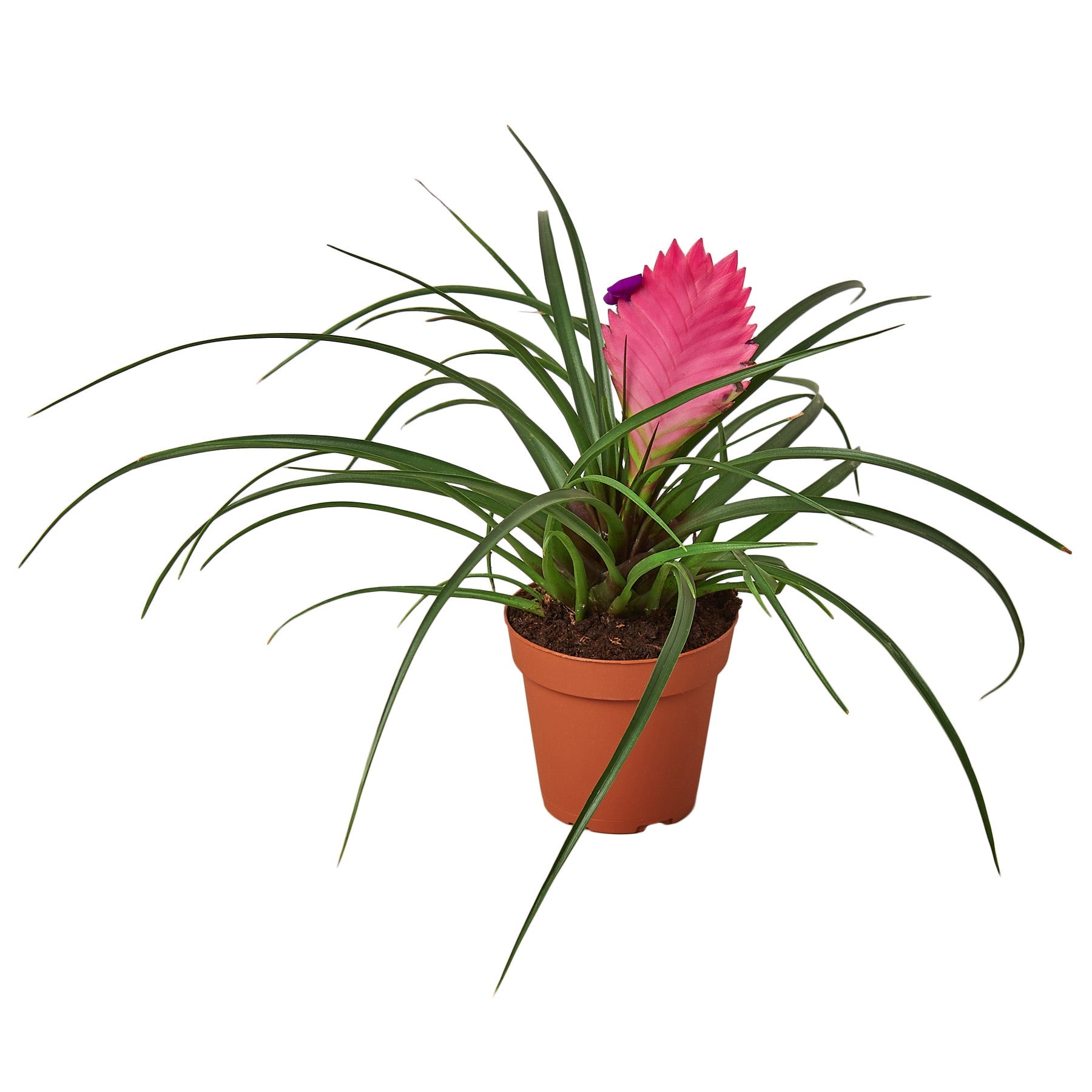 Bromeliad Cyanea 'Pink Quill' | Default | Wiccan Center
