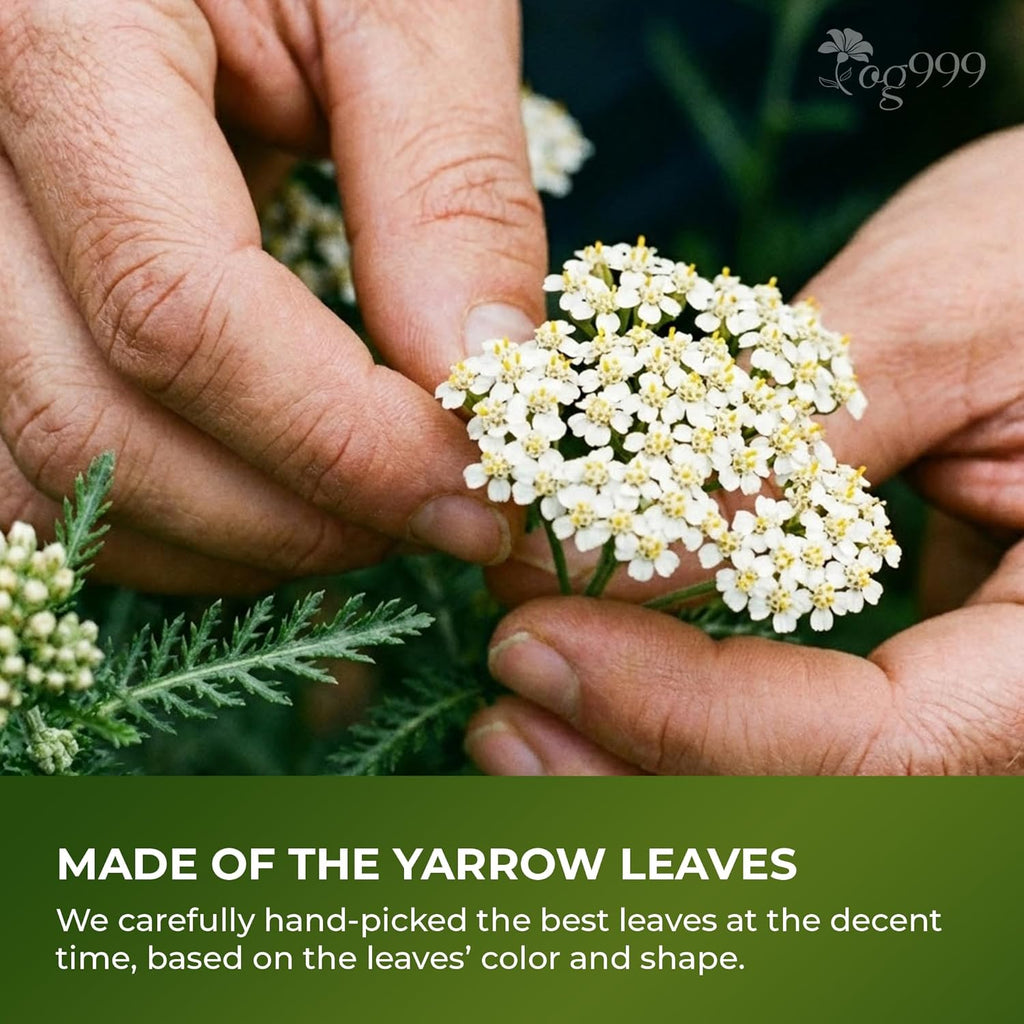 Premium Yarrow Tea Leaves | Naturally Aromatic, Freshly Packed Loose Leaf Yarrow | Tea | Wiccan Center