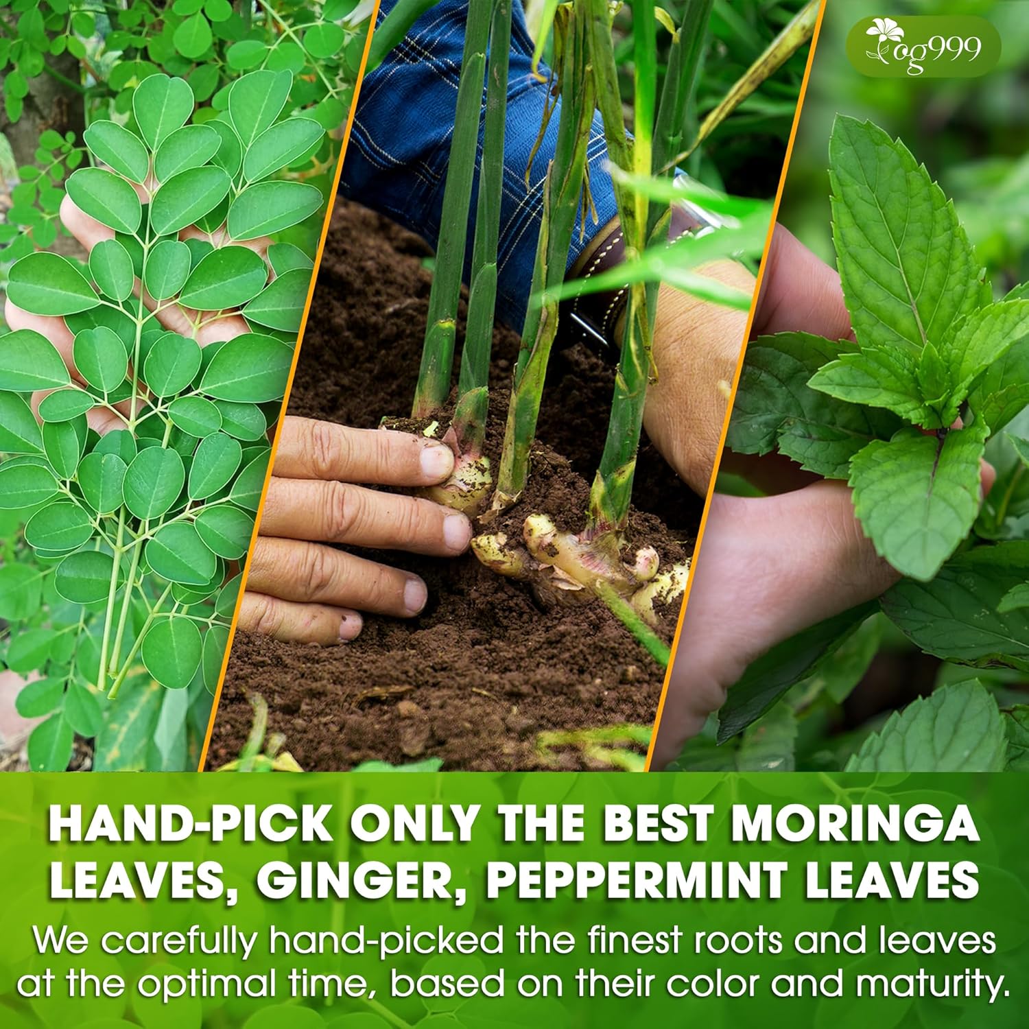Premium Moringa Ginger Peppermint Herbal Tea | Tea | Wiccan Center