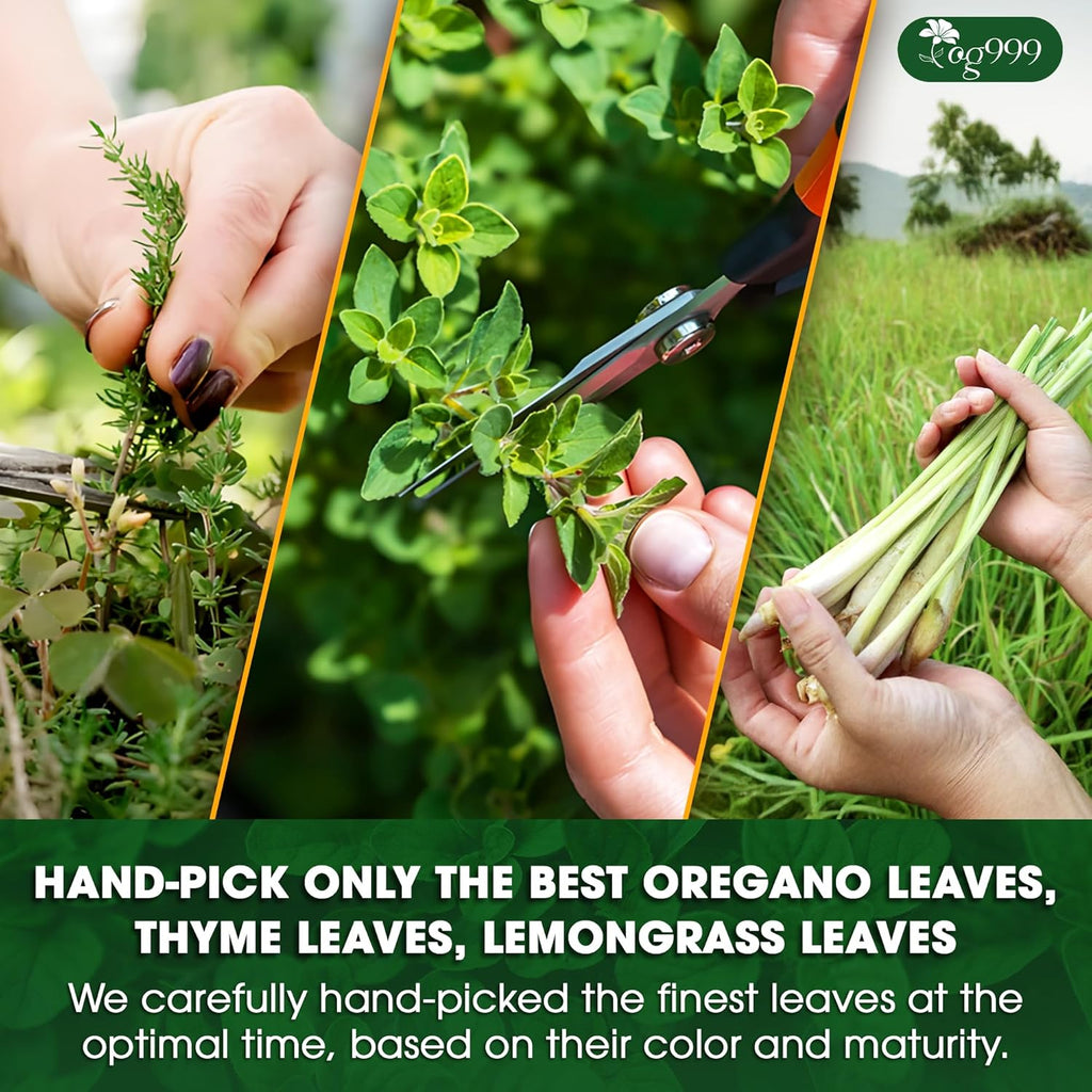 Premium Oregano Herbal Tea with Jasmine-Like Notes | Blend of Oregano, Thyme & Lemongrass | Tea | Wiccan Center