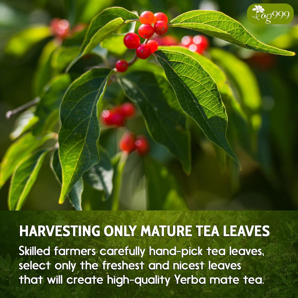 Yerba Mate Tea Bags, Hi-Caffeine, Unsmoked Yerba Mate Tea Bags, Super-Green Yerba Mate, No Dust | Tea | Wiccan Center