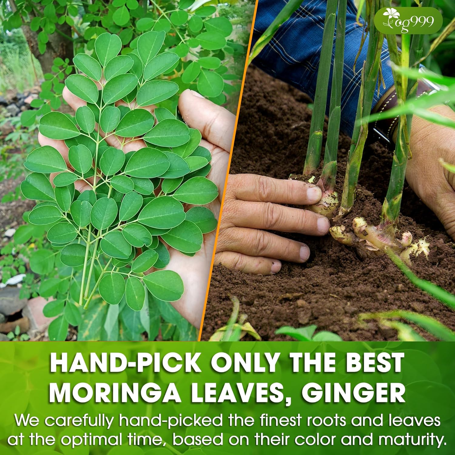Premium Moringa Ginger Herbal Tea | Tea | Wiccan Center