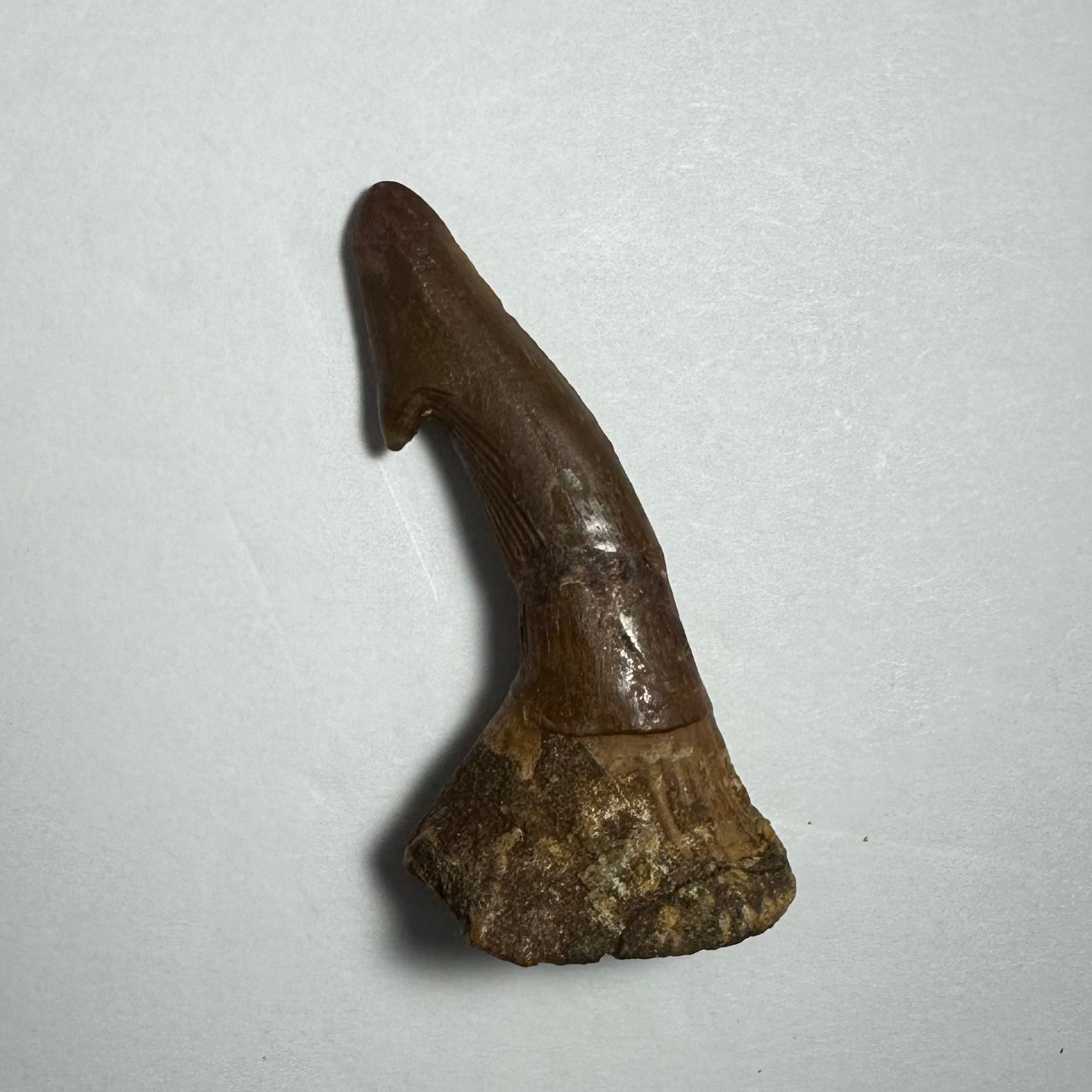 Onchopristis Barb/Tooth (MD) | Fossils | Wiccan Center